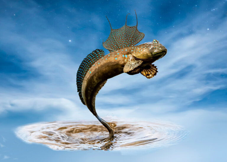 Fish_S_Shape_A